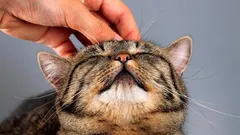 Nämä kissat elävät lähes 20 vuotta: kolme rotua, jotka ilahduttavat omistajiaan pitkään