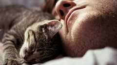 Ei pelkkä tapa: eläintieteilijä selittää, miksi kissat nukkuvat omistajansa vieressä