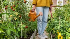 Miksi kasvihuoneen tuuletus on hyödyllistä ja miten se tehdään oikein: vinkkejä puutarhureille