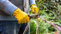 Yksi virhe, ja oksat alkavat lahota: puutarhuri kertoi tärkeimmät säännöt puiden leikkaamiseen
