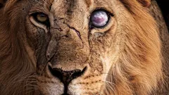 Leijona ei ole niin vahva kuin miltä näyttää: 8 eläintä, joille se ei pärjää yksinään