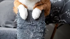 Kissapsykologian hienoudet: tiedätkö, miksi kissat raapivat tapetteja ja huonekaluja?