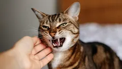 Myytti kissan kostosta: mikä sen huonon käytöksen taustalla oikeasti on?