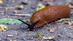 Miten päästä eroon etanoista ilman kemikaaleja: 3 askelta, jotka auttavat karkottamaan ne nopeasti